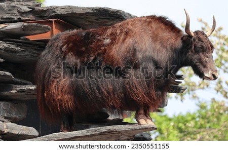 The yak is a long-haired bovid found throughout the Himalayan region of south Central Asia, the Tibetan Plateau and as far north as Mongolia and Russia. 