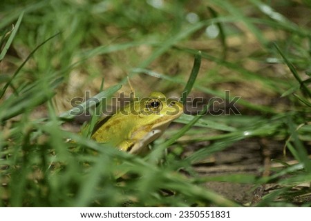 A green frog hidden in the low grass in the middle of Biesbosch National Park in the Netherlands