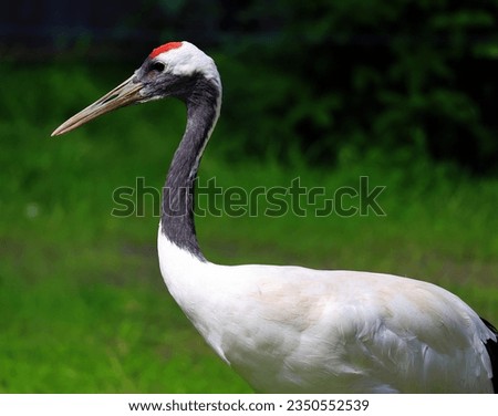 The red-crowned crane (Grus japonensis), also called the Manchurian crane or Japanese crane, is a large East Asian crane among the rarest cranes in the world.