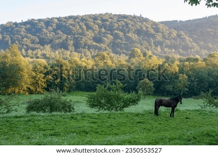 A dark brown horse on a foggy field looks to the side