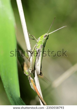 Grasshopper (Pseudochorthippus parallelus) seen in a dutch meadow.  Royalty-Free Stock Photo #2350558793