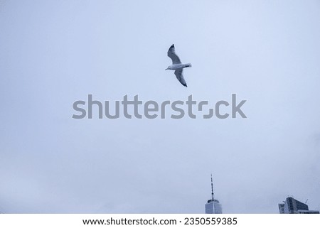 Seagull Flying in the Sky in New York