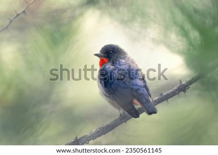 A wild mistletoe bird (Dicaeum hirundinaceum) perched on a thorny branch with blurred tree and vegetation background, Australia