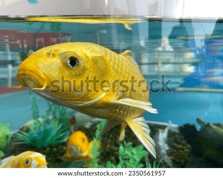 Various fish and sealife at Ripley's Aquarium in downtown Toronto.