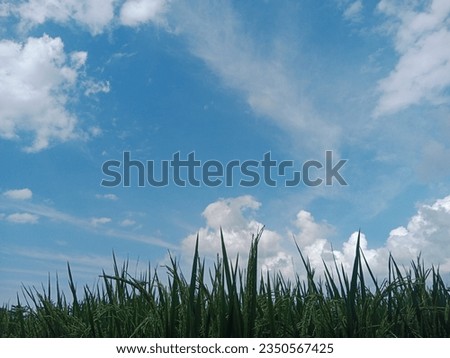 paddy field with clear sky