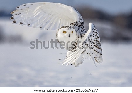 snowy owl, Owl, winter, snow, harfang des neiges, snow, white, winter, canada, bird 