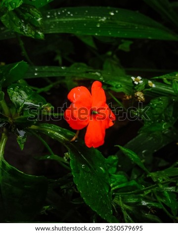 The picture shows beautiful flowers in the Indonesian forest