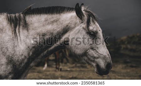 Picture of a white horse head stallion in a field on a dark gloomy day cinematic