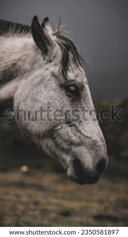Picture of a white horse head stallion in a field on a dark gloomy day cinematic