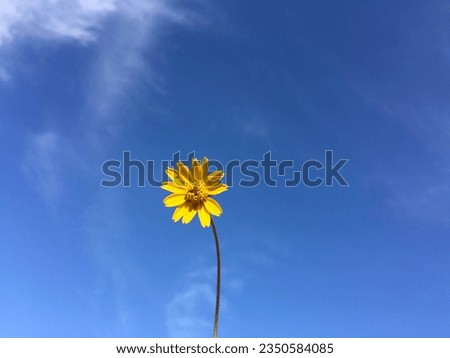 Melampodium divaricatum or Wedelia trilobata or Creeping Daisy or Climbing Wedelia against the blue sky and clouds background , single yellow flower against the bright blue sky and clouds background