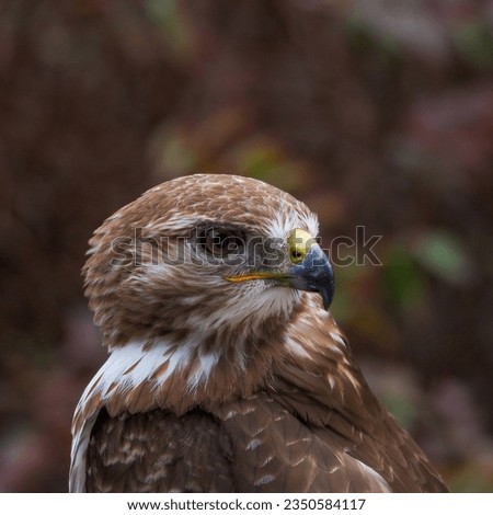 Super close up photo of Red-tailed hawk with a fearless look