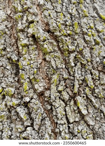 tree bark texture of akasia - stock photo 