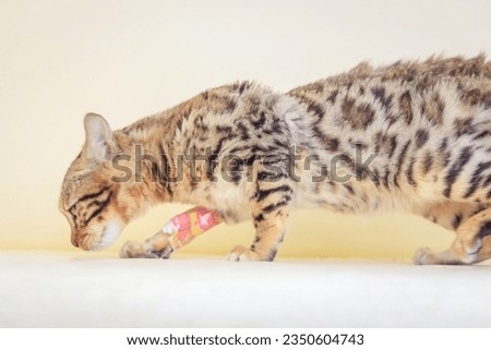 Bengal cats are an intelligent and active breed prized for their boldly patterned coats. 