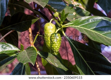 Mengkudu, ripe Noni fruit (Morinda citrifolia), also called a starvation fruit.