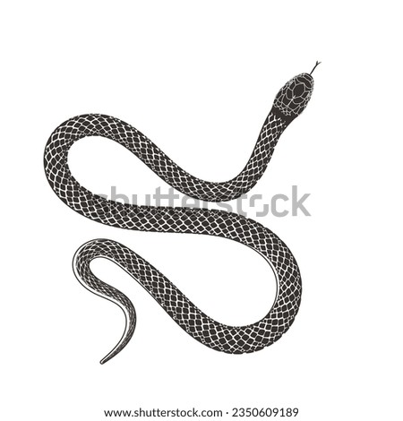 Isolated Black Serpent Snake Silhouette Illustration Vector Tattoo Design