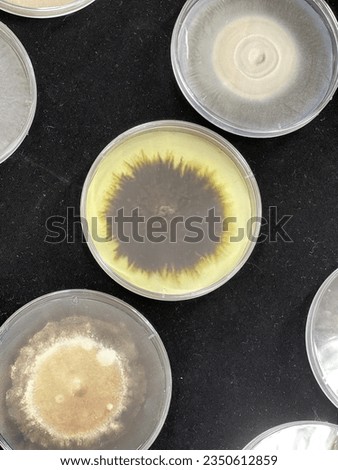 Dermatophyte Test Medium (DTM) #1 Royalty-Free Stock Photo #2350612859