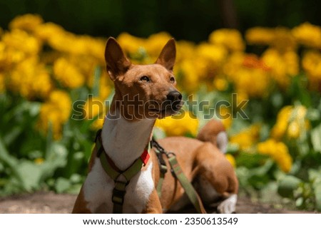 African dog in yellow colors. Portrait of a basenji on a walk. Royalty-Free Stock Photo #2350613549