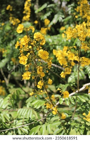 Yellow Blossom Tropical Flowers Photography