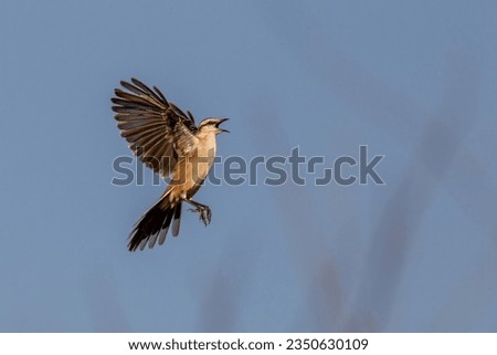 white-banded mockingbird jumping open wings