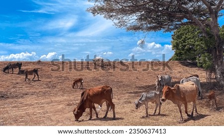 herd of Cattle in the savannah eating doing grass , Sri Lankan Cattle in Dry Zone, Beautiful landscape with animals 