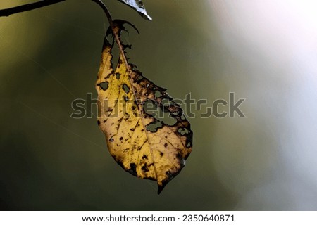 A leaf that has been partially eaten by bugs
