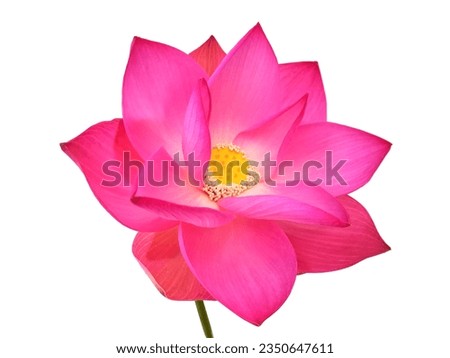 pink lotus flower isolated on white background