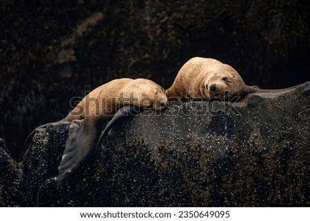 Sea lions on a rock in the Kenai Fjords National Park in Alaska  Royalty-Free Stock Photo #2350649095