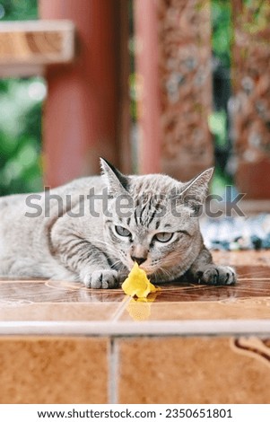 close up tabby cat relax on floor, cute animal wallpaper background concept