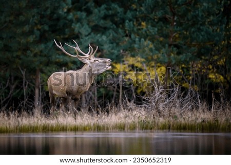 Close adult red deer walks along the bank of a forest river in a natural environment Royalty-Free Stock Photo #2350652319