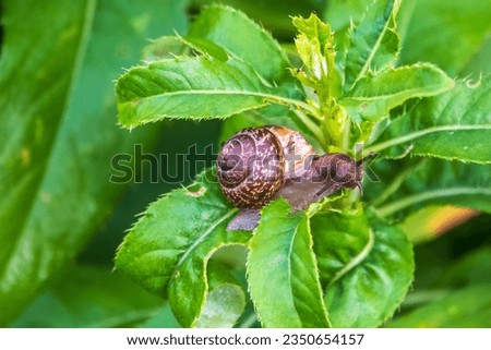 Copse snail gliding on the plant in the garden. Macro, close-up. Copse snail, Arianta arbustorum, is a medium-sized species of land snail. Copse snail is a common pest in agriculture and horticulture. Royalty-Free Stock Photo #2350654157