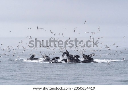 Bubble net feeding humpback whales in Kenai Fjords National Par, Golf of Alaska Royalty-Free Stock Photo #2350654419