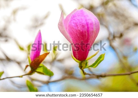 Magnolia close-up, bright photo of magnolia. Beautiful natural background. Spring pink flowers.
