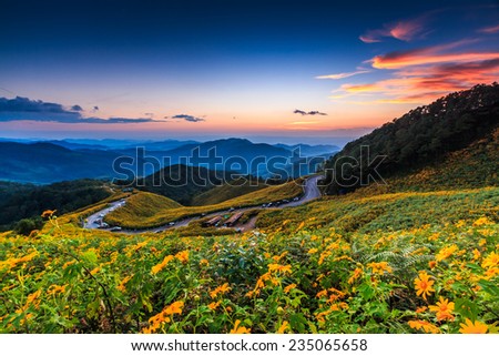 Landscape sunset nature flower Tung Bua Tong Mexican sunflower  in Maehongson Province, Thailand. 