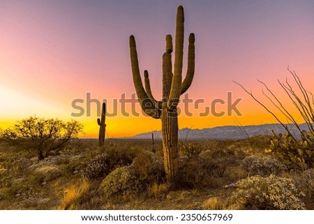 Saguaro Cactus in Saguaro National Park Arizona at sunrise Royalty-Free Stock Photo #2350657969