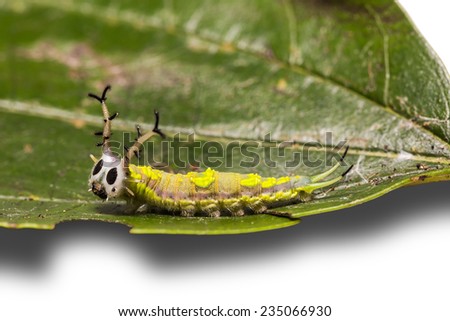 Close up of common Pasha (Herona marathus) caterpillar on its host plant leaf, isolated on white background with clipping path