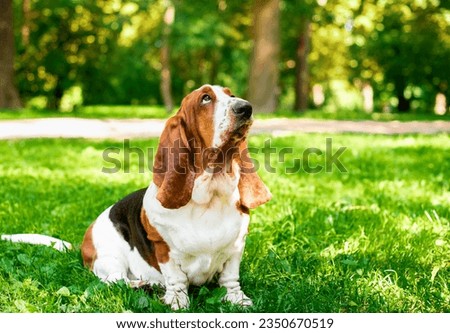 Sad basset hound dog sitting on green grass. The dog looks up. He has long ears. Park. The photo is vertical and blurry