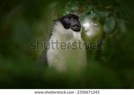 Roloway guenon, Cercopithecus roloway, rare black and white monkey in the green forest habitat, Ivory Coast in Cetral Africa.  Close-up detail potratit of monkey animal, nature wildlife. Guenonm Ghana Royalty-Free Stock Photo #2350671243