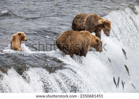 brown bears stand on the edge of Brooks Falls waiting for salmon to jump up the falls. Royalty-Free Stock Photo #2350681451