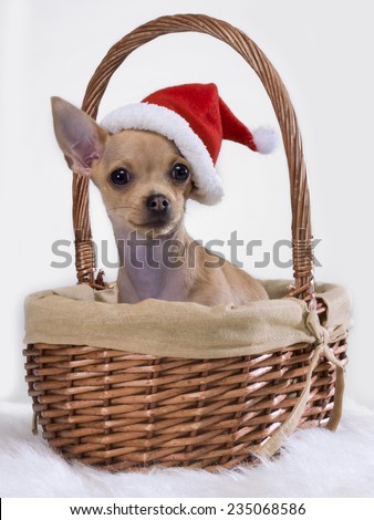Chihuahua mexican inside a basket and a Santa Claus hat