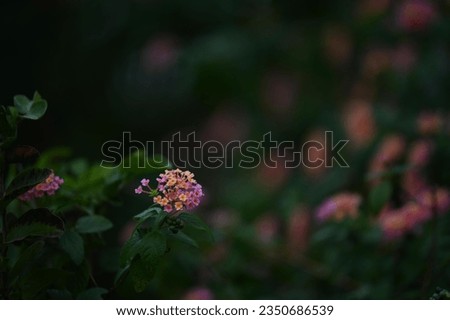 A flower in the forest