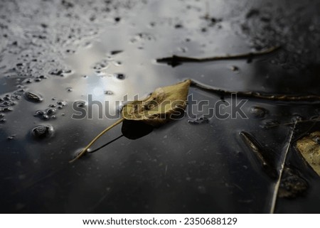 Lively closeup of falling autumn leaves with vibrant backlight from setting sun