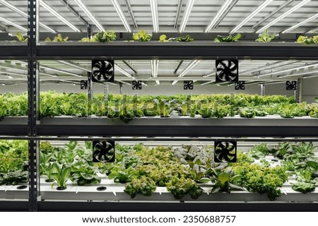 Rows of plants on a farm grown by the method of hydroponics with ventilation Royalty-Free Stock Photo #2350688757
