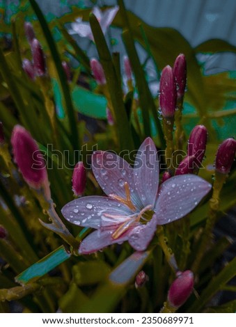 Cuban zephyr lily, pink rain lily Beatiful  picture
