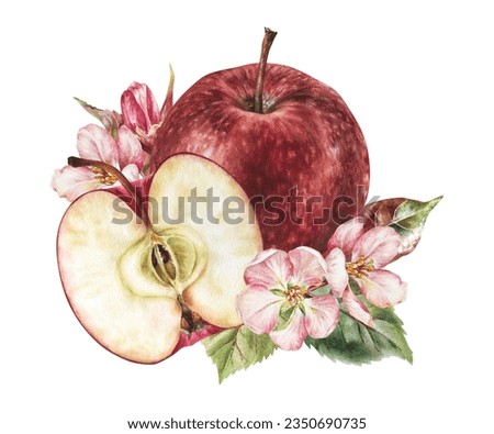 Red Apple with Flowers. Watercolor botanical illustration of half fruit with leaves. Hand drawn food clip art isolated on white background. Pink blooming sketch for vintage sticker and print