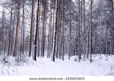 Winter snowy frosty landscape. The forest is covered snow. Frost and fog in the park.