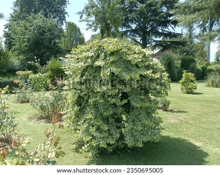 Hedera helix Glacier in the Garden Royalty-Free Stock Photo #2350695005