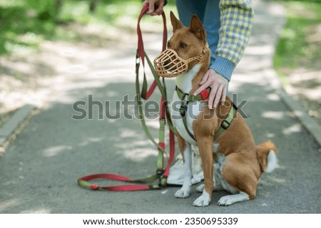 The owner puts a muzzle on the African dog breed Basenji for a walk. Royalty-Free Stock Photo #2350695339