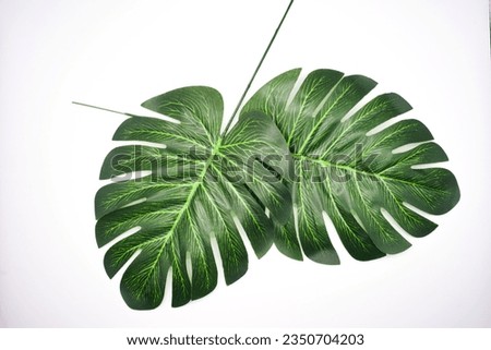 Two imitation leaf stalks in a crisscross position Royalty-Free Stock Photo #2350704203