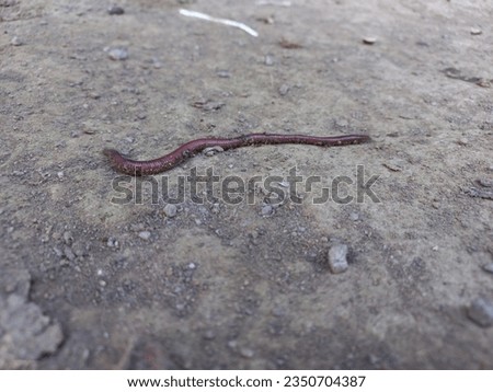 An earthworm that is on dry land. An earthworm with wet skin and plastered with dust. earth worm close-up in a fresh wet earth