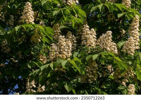 Cluster with white chestnut flowers. White chestnut blossom with tiny tender flowers and green leaves background. Horse chestnut flower with selective focus. Horse chestnut blossoming in springtime. Royalty-Free Stock Photo #2350712263